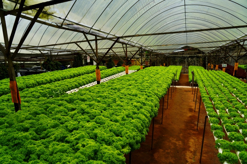 Hydroponic NFT system in Nigeria