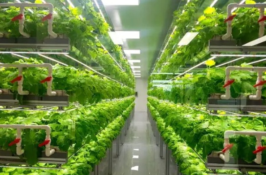 Hydroponic NFT system in Nigeria