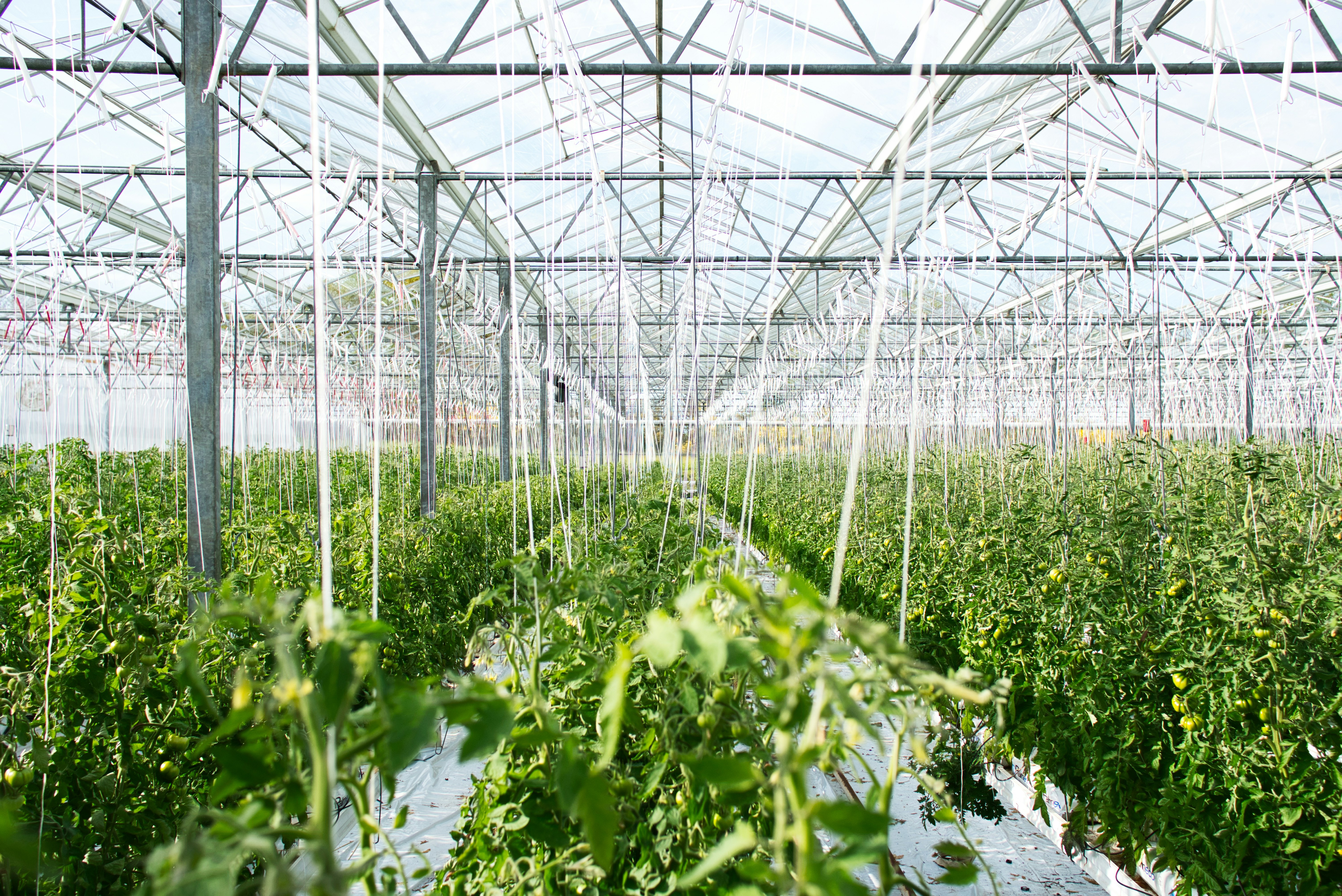 Greenhouse design and construction in Nigeria